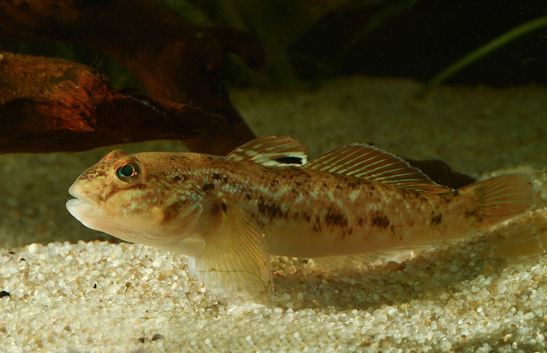 Round Goby